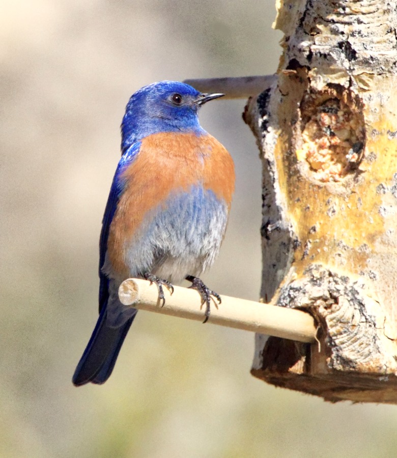 Bluebird