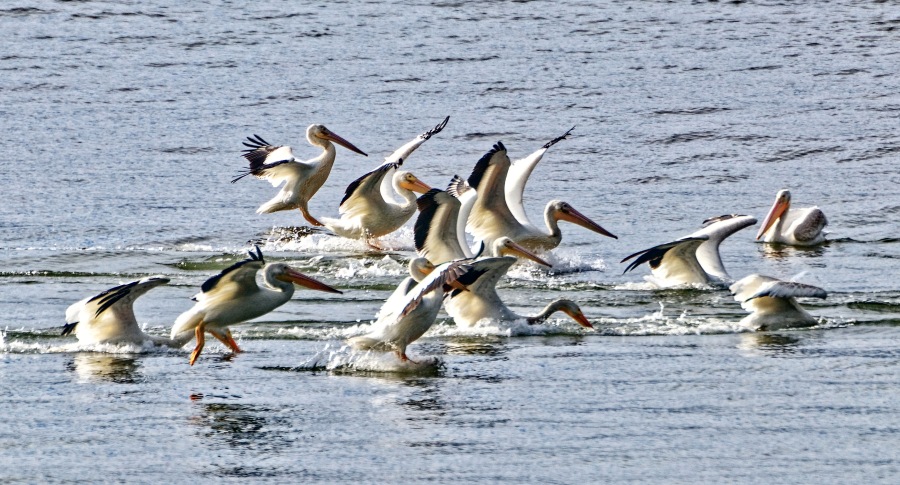 WhitePelicans