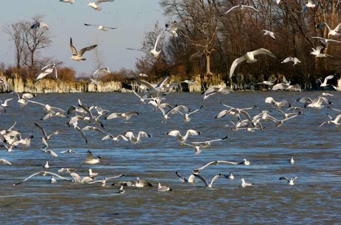 Birds1