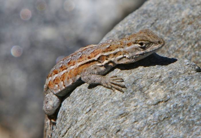 Lizard