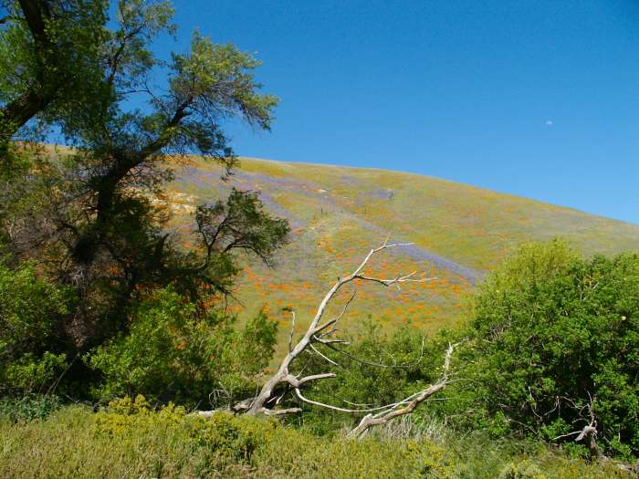 Gorman