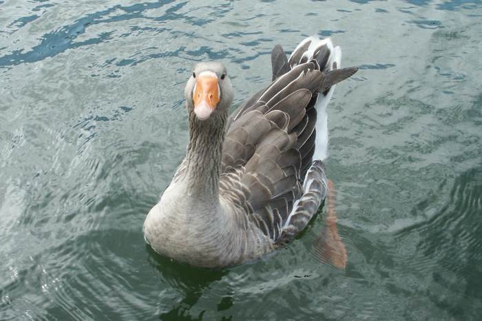 Duck