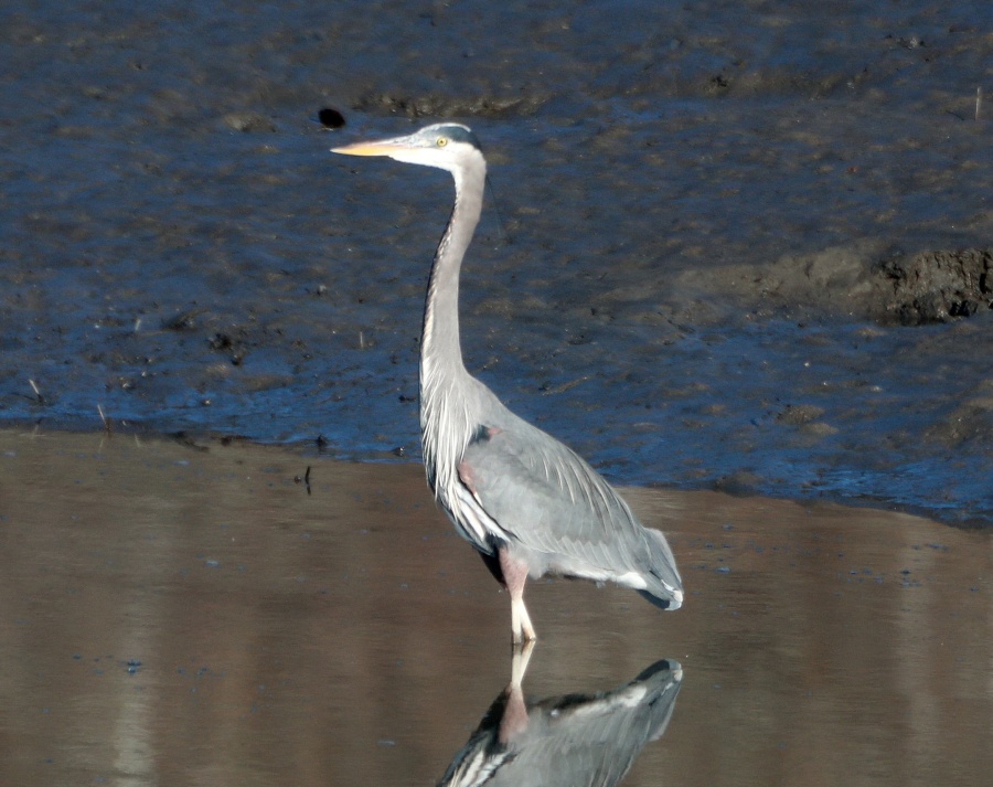 BlueHeron