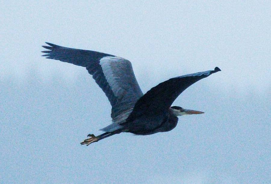 BlueHeron