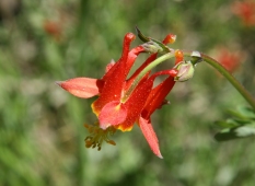 Flowers'