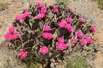 Flowersa