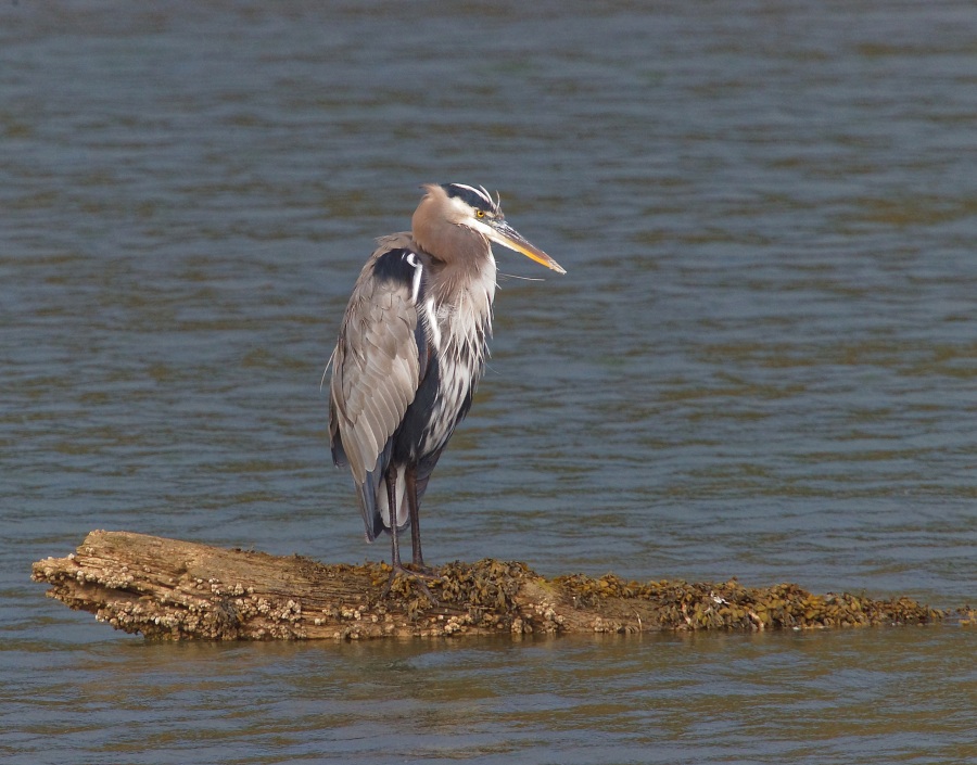 Heron