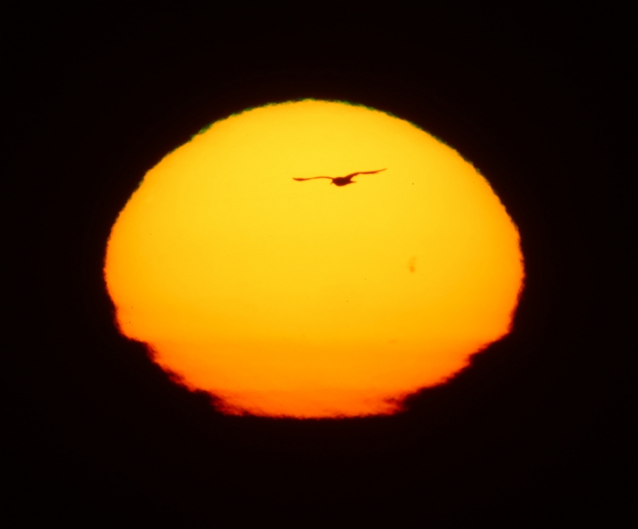 SeagullSunset