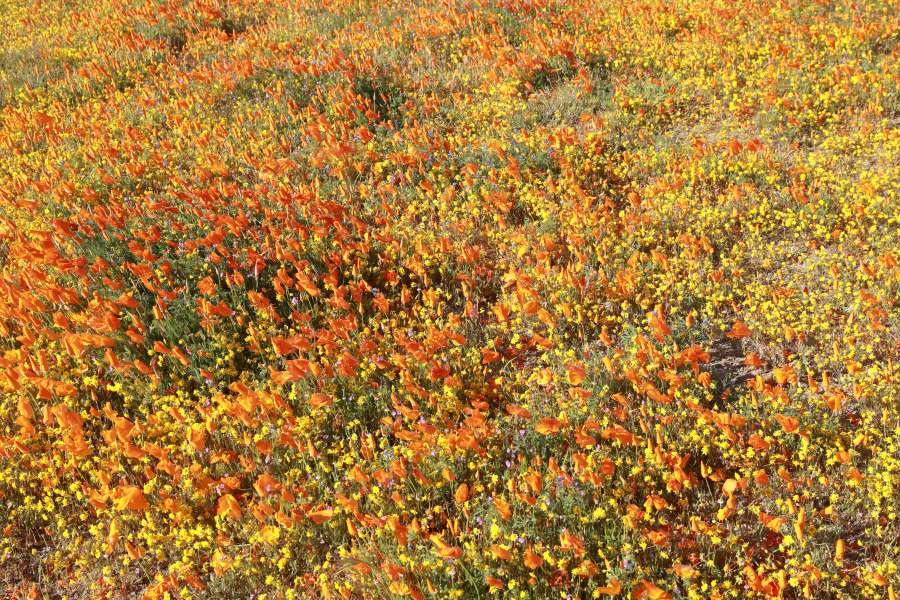 CaliforniaPoppies