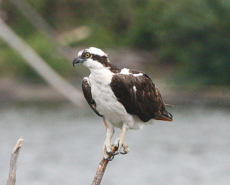 Osprey