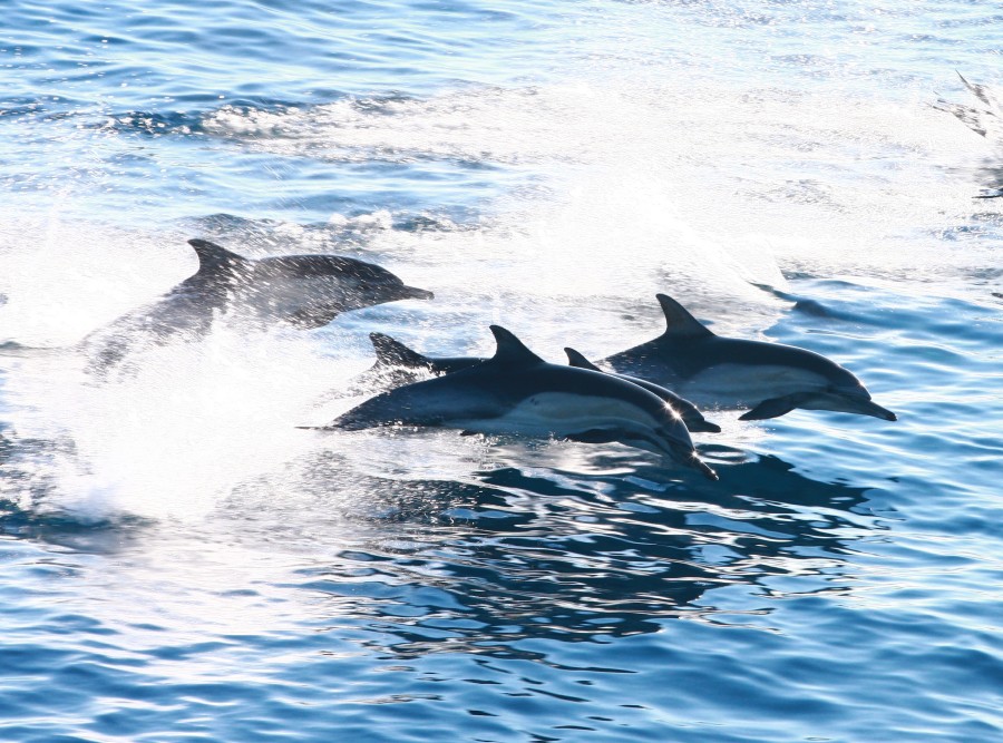 Dolphins