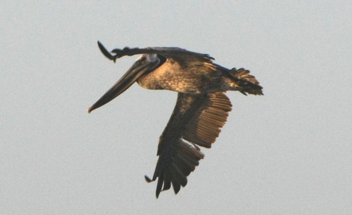 pelican