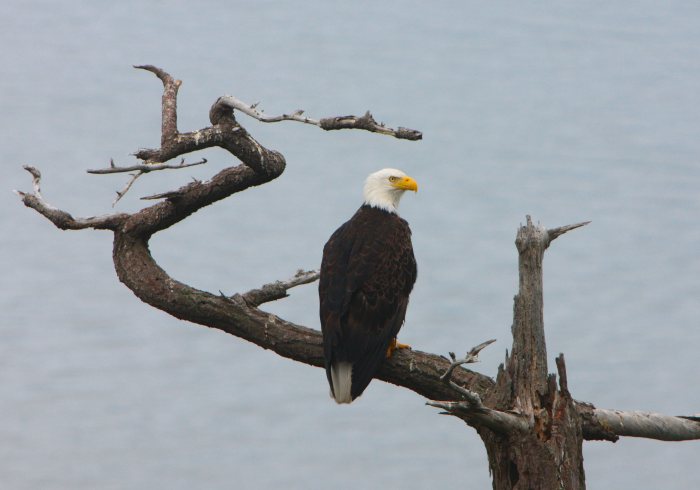 eagle