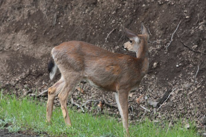 deer