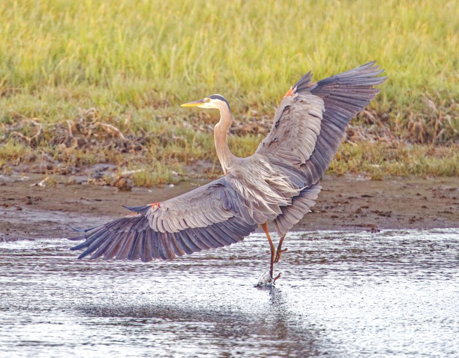 BlueHeron