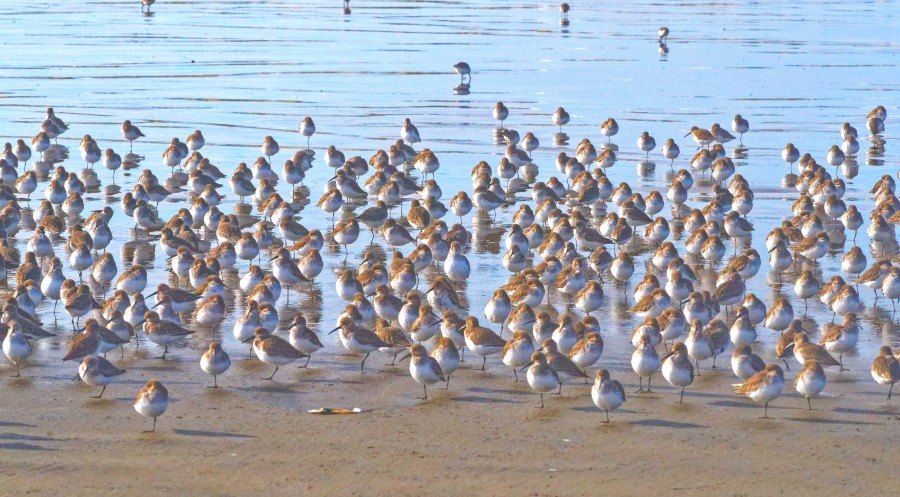 Sandpipers
