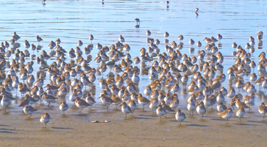 Sandpipers