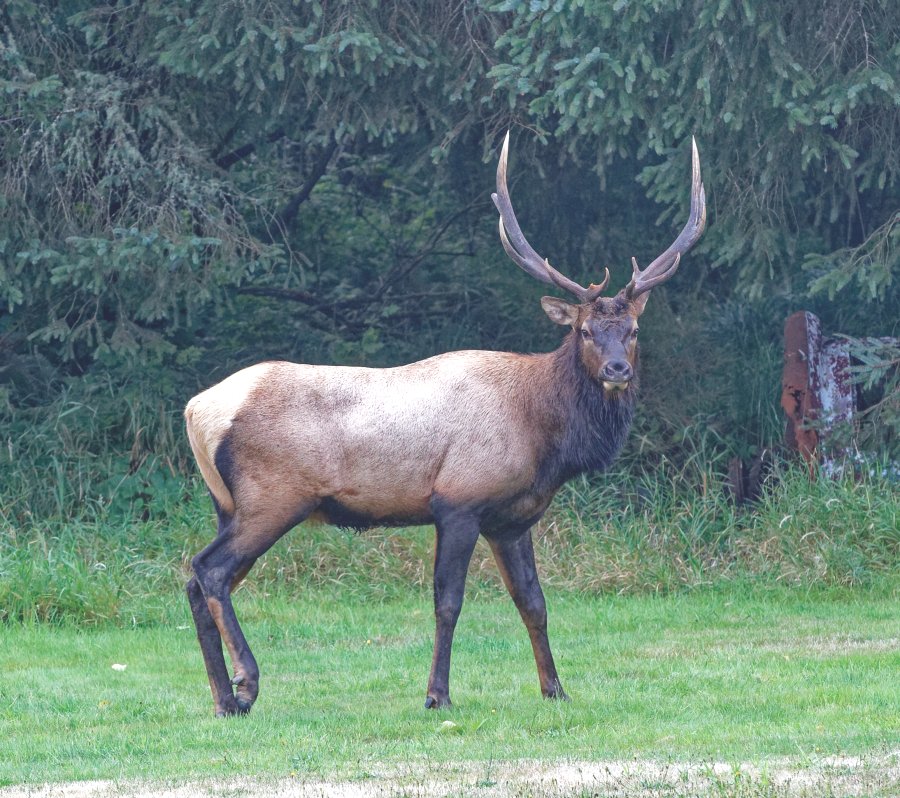 Elk