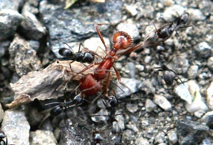 Ants