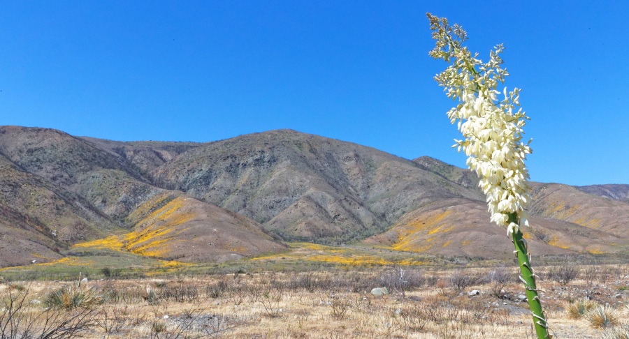 LonePineCanyon