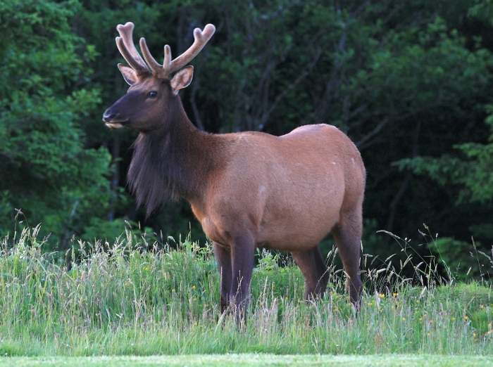 elk