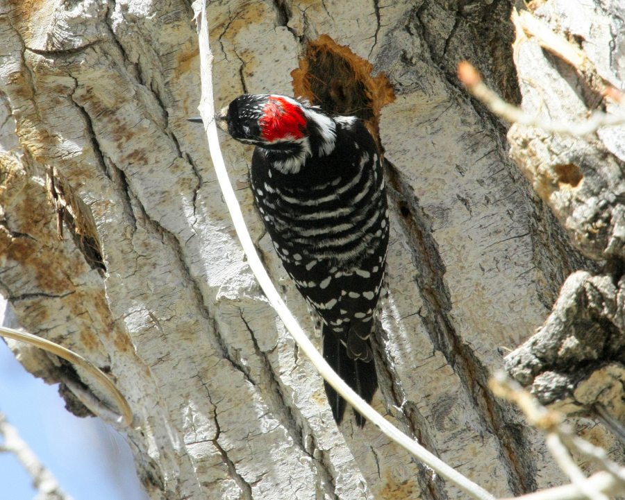 Woodpecker