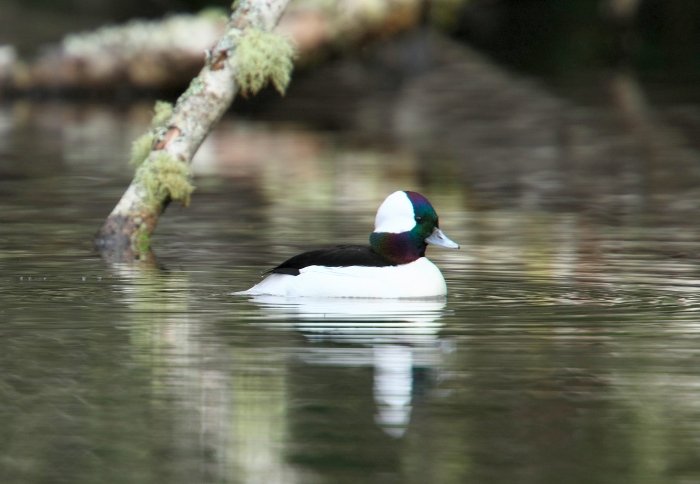 FishDuck