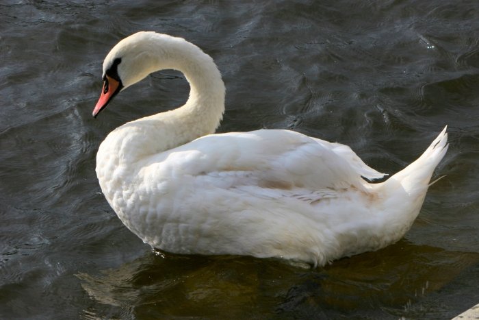 Swan