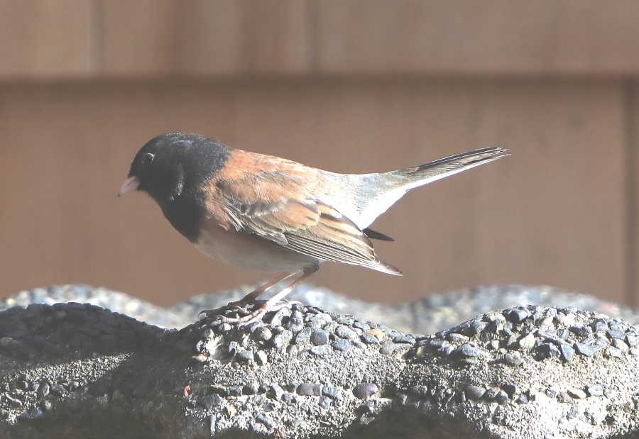 Junco