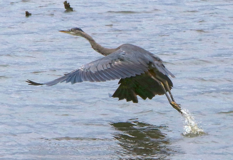 GreatBlueHeron