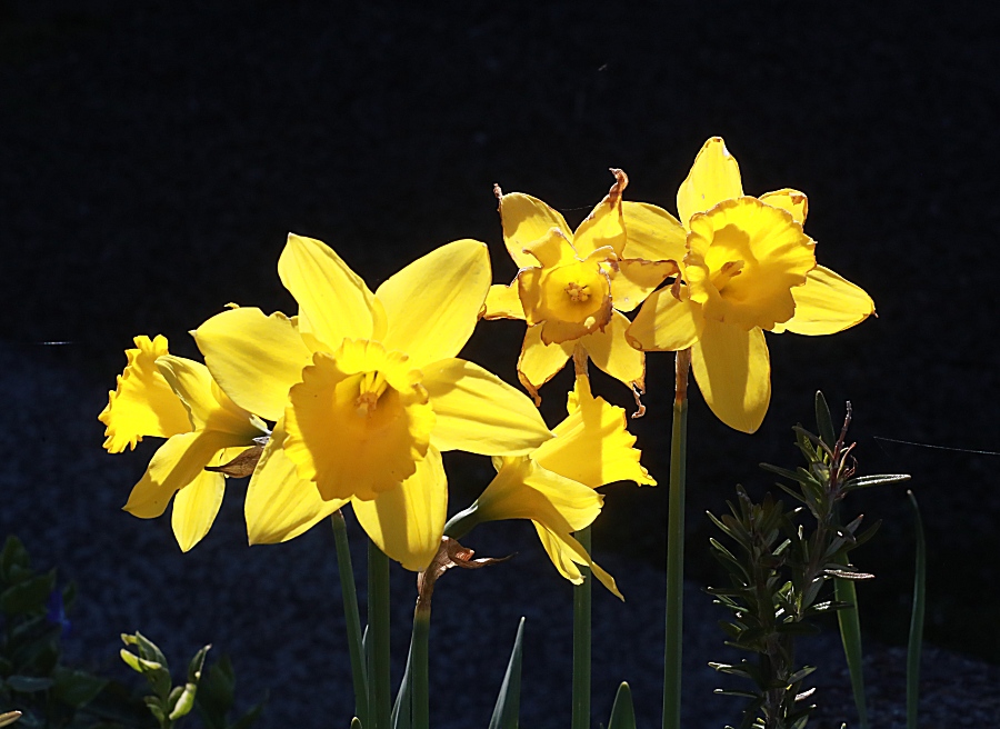 Daffodils