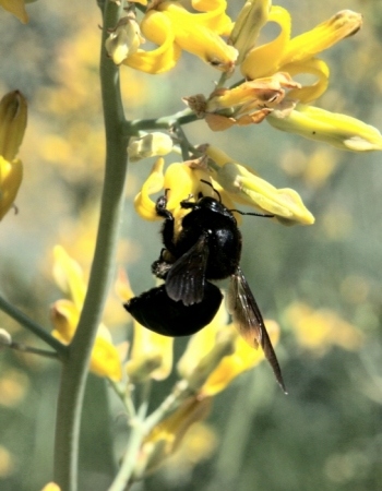 Bee1