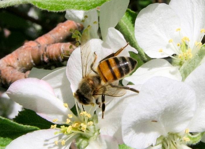Flower-Bee