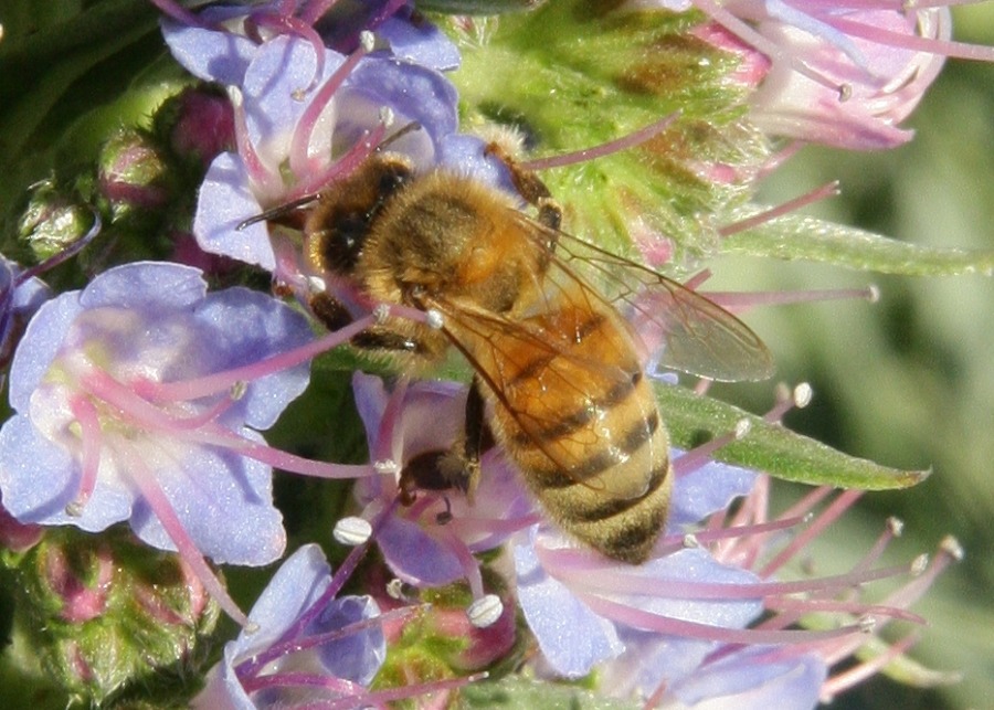 Bee