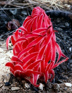 SnowFlower
