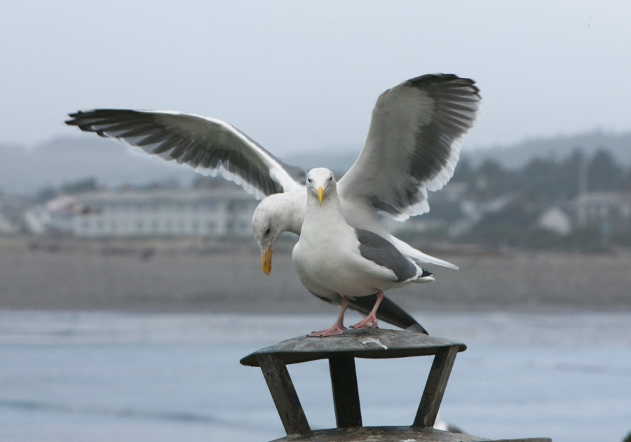 Seagulls