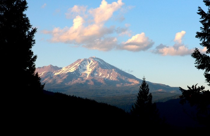 Shasta