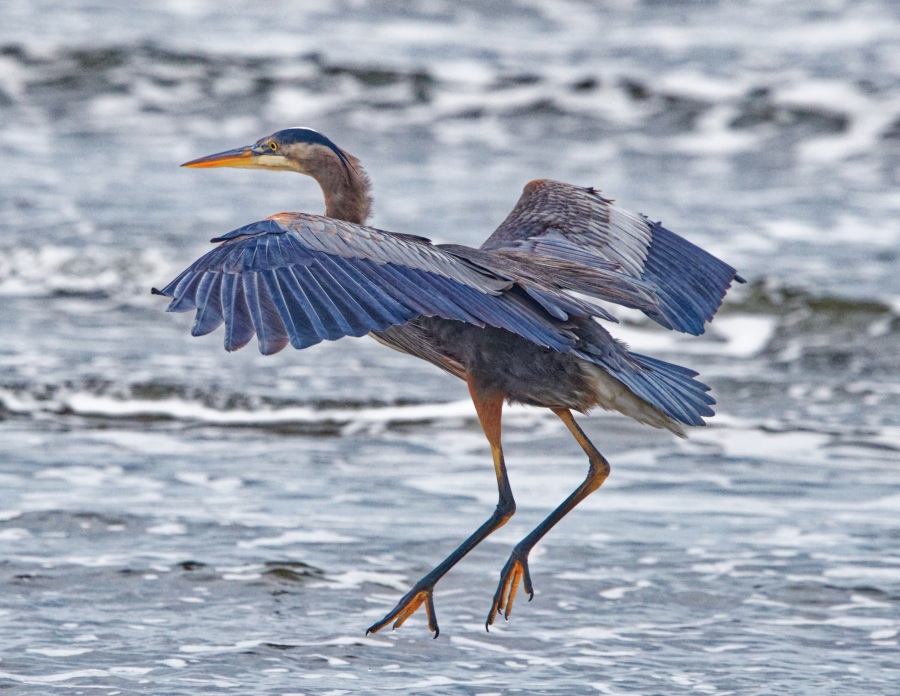 Heron