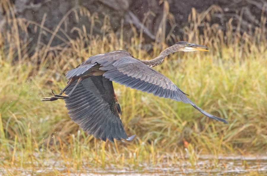 BlueHeron