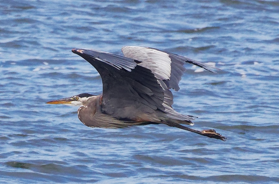 BlueHeron