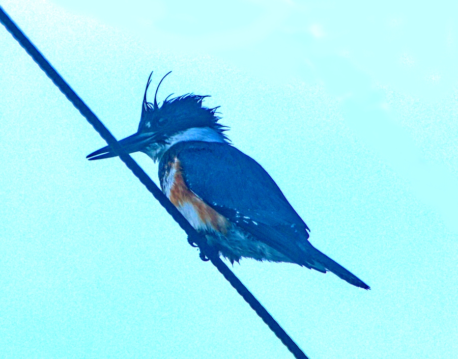 Kingfisher