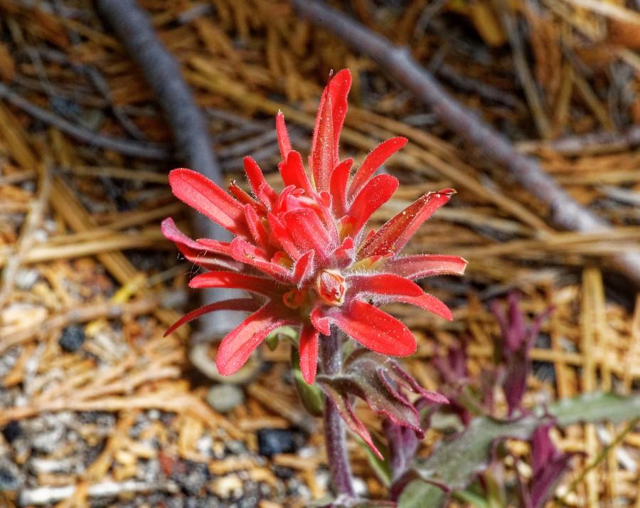 IndianPaintbrush