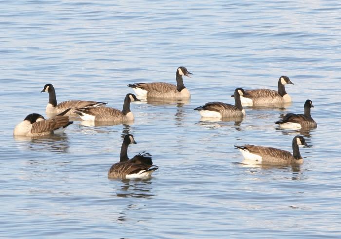 Geese2