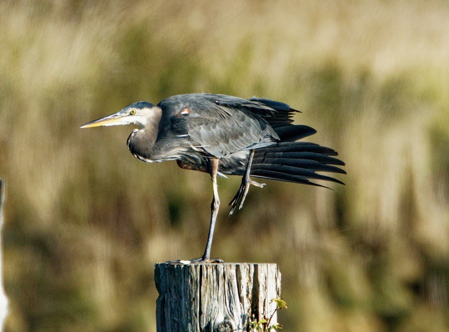 BlueHeron