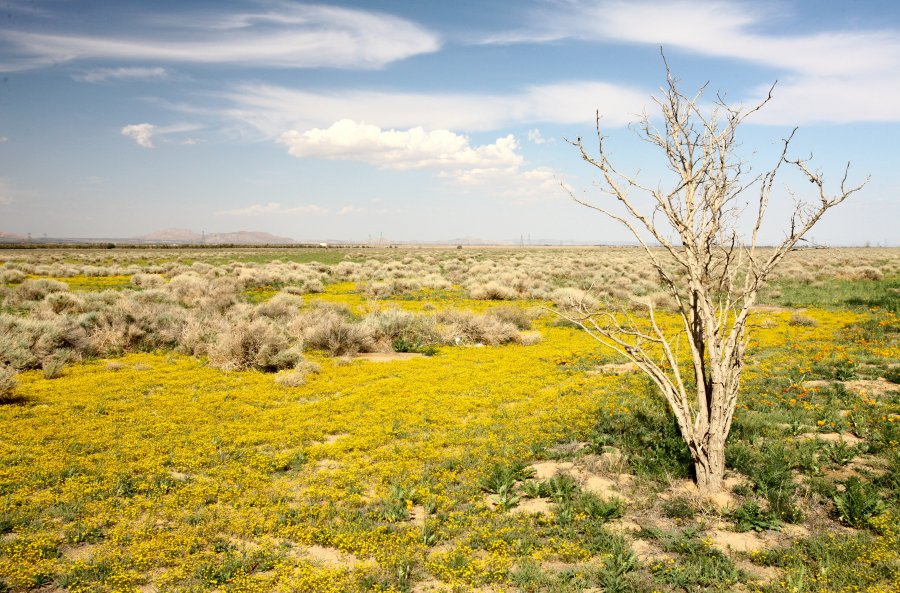 DesertFlowers