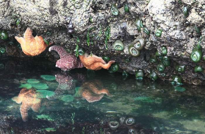 starfish