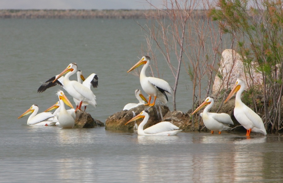 Pelicans