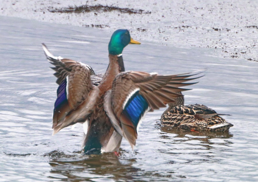 MallardDuck