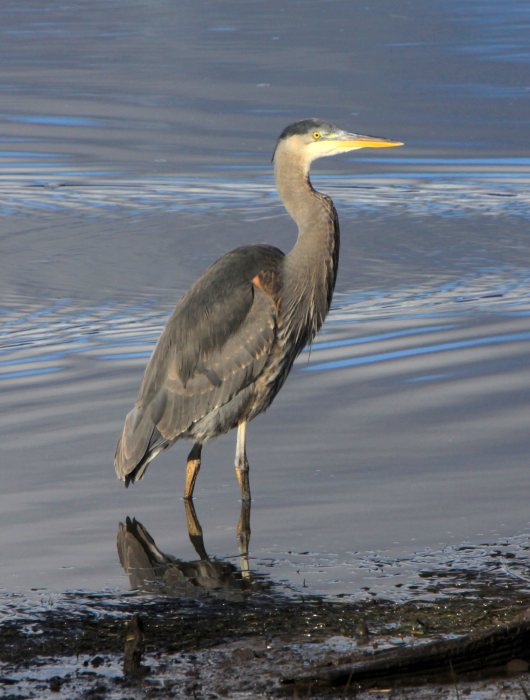 heron