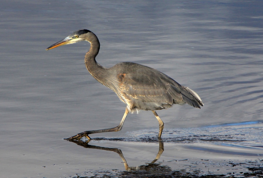 BlueHeron